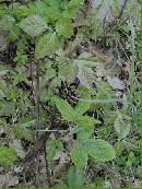 pi-may-va-leaves.jpg