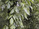 pi-may-va-leaves.jpg
