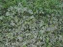 pi-may-va-leaves.jpg