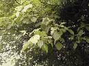 pi-may-va-leaves.jpg