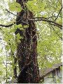 pi-may-va-leaves.jpg