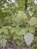 pi-may-va-leaves.jpg