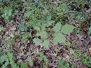 pi-may-va-leaves.jpg