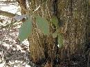 pi-may-va-leaves.jpg