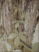 pi-may-va-leaves.jpg