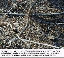 Broken-Poison-Ivy-Vine-On-Ground.jpg