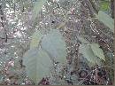 Broken-Poison-Ivy-Vine-On-Ground.jpg