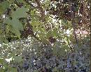 Broken-Poison-Ivy-Vine-On-Ground.jpg