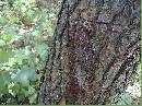 Broken-Poison-Ivy-Vine-On-Ground.jpg