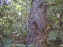 Broken-Poison-Ivy-Vine-On-Ground.jpg