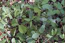 Broken-Poison-Ivy-Vine-On-Ground.jpg