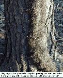 Broken-Poison-Ivy-Vine-On-Ground.jpg