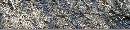 Broken-Poison-Ivy-Vine-On-Ground.jpg