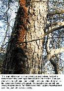 Broken-Poison-Ivy-Vine-On-Ground.jpg