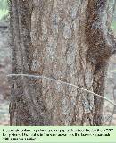 Broken-Poison-Ivy-Vine-On-Ground.jpg