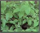 Broken-Poison-Ivy-Vine-On-Ground.jpg