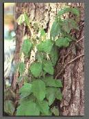 Broken-Poison-Ivy-Vine-On-Ground.jpg