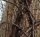 Broken-Poison-Ivy-Vine-On-Ground.jpg