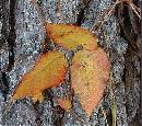Broken-Poison-Ivy-Vine-On-Ground.jpg
