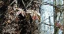 Broken-Poison-Ivy-Vine-On-Ground.jpg