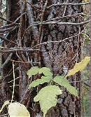Broken-Poison-Ivy-Vine-On-Ground.jpg