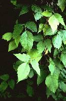 Broken-Poison-Ivy-Vine-On-Ground.jpg