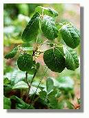 Broken-Poison-Ivy-Vine-On-Ground.jpg
