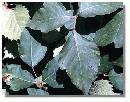 Broken-Poison-Ivy-Vine-On-Ground.jpg