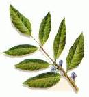 poison_sumac1.jpg